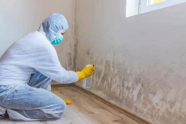 Licensed Mold Remediation service in Glendale, AZ - WQB Mold Removal